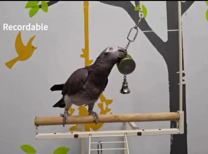 Parrot Toys to Teaching Training Bird Talking