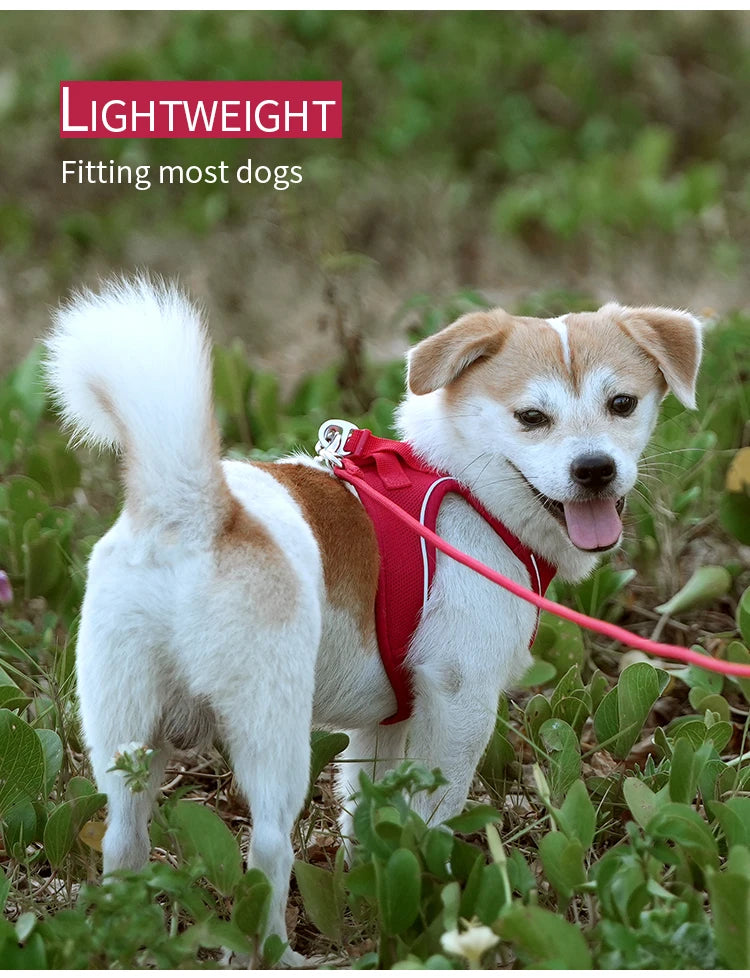Dog Harness Leash Set