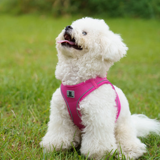 Dog Harness Leash Set