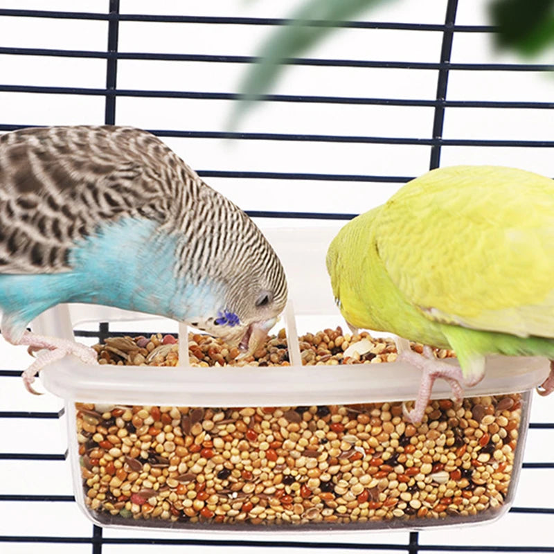 Parrot Feeder Drinker Bird