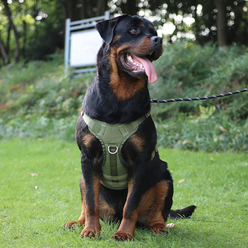 Harness And Collar For Medium Large Dogs