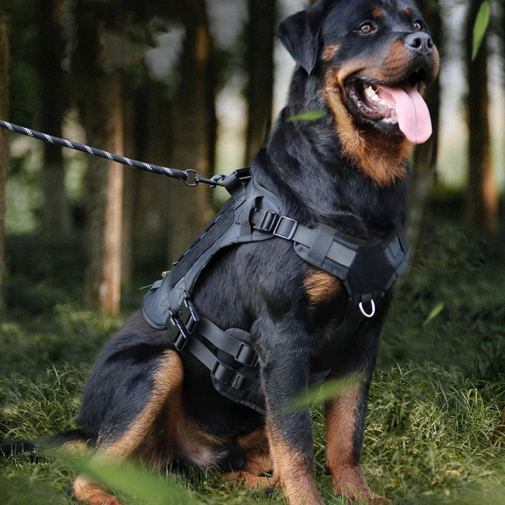Harness And Collar For Medium Large Dogs