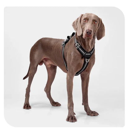 Dog Harness with Dual Handle