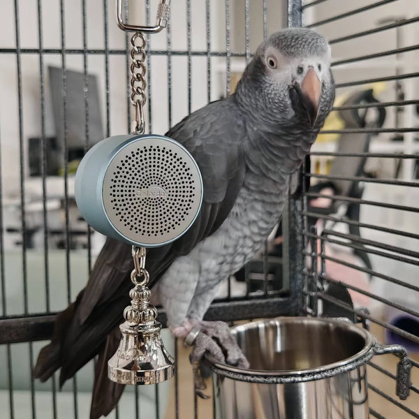 Electronic Voice Chewing Tearing  Bell