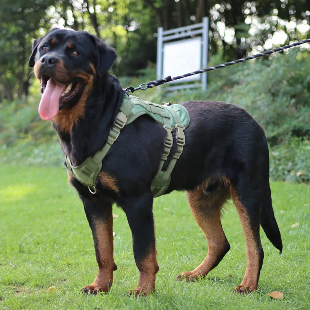 Harness And Collar For Medium Large Dogs