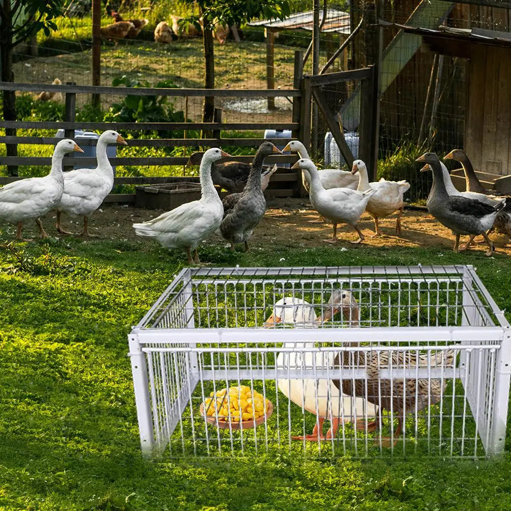 Auto Trap Bird Cage