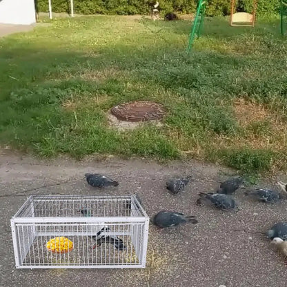Auto Trap Bird Cage