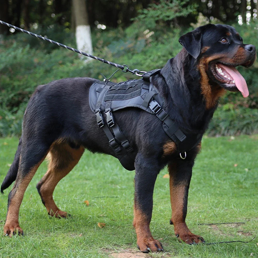 Harness And Collar For Medium Large Dogs
