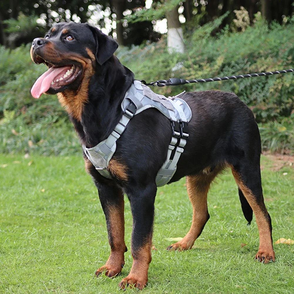Harness And Collar For Medium Large Dogs