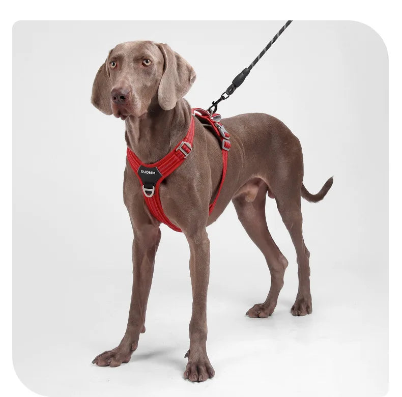 Dog Harness with Dual Handle